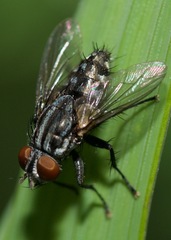 Sarcophagidae