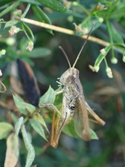 Chorthippus apricarius