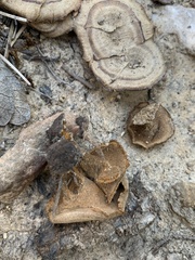 Coltricia cinnamomea