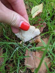 Polyporus tuberaster