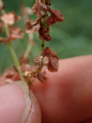 Rumex acetosella