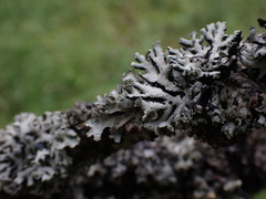 Hypogymnia physodes