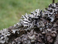 Hypogymnia physodes