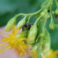 Odontocorynus