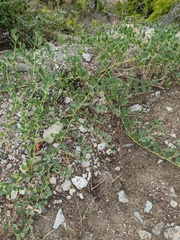 Capparis spinosa herbacea