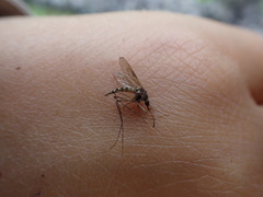 Aedes vexans