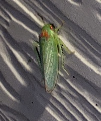 Gyponana octolineata