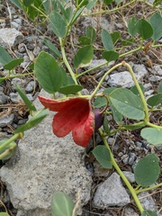 Capparis spinosa herbacea