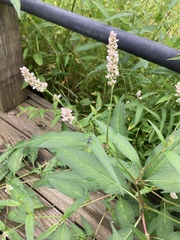Persicaria