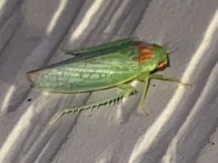 Gyponana octolineata