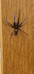 Segestria florentina