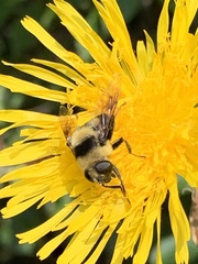 Eristalis flavipes