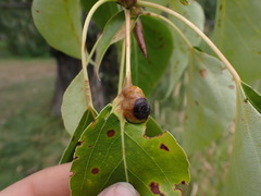 Thecabius populimonilis