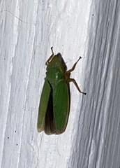 Draeculacephala antica