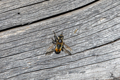 Laphria