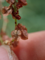 Rumex acetosella