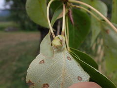 Thecabius populimonilis