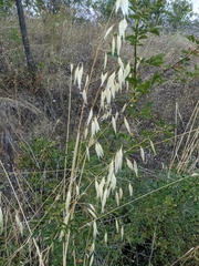 Avena barbata