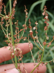 Rumex acetosella
