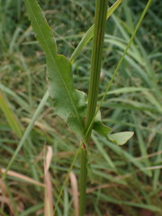 Rumex acetosella