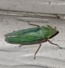 Draeculacephala antica