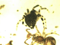 Dipoena melanogaster