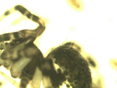 Dipoena melanogaster