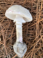 Amanita mutabilis