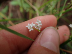 Galium palustre