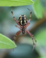 Neoscona adianta