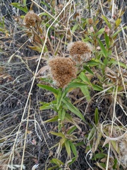 Pentanema germanicum