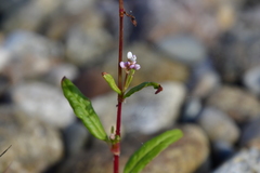 Persicaria pensylvanica