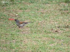 Junco phaeonotus