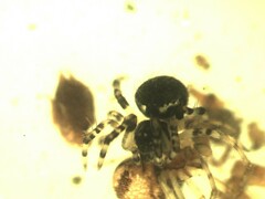 Dipoena melanogaster