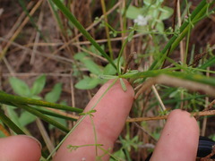 Galium palustre
