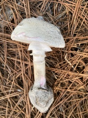 Amanita mutabilis