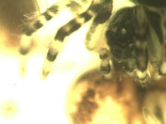 Dipoena melanogaster