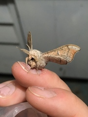 Cicinnus melsheimeri