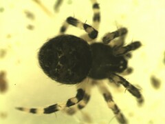 Dipoena melanogaster