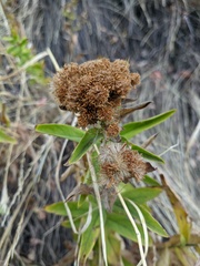 Pentanema germanicum