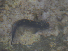 Istiblennius edentulus