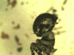 Dipoena melanogaster