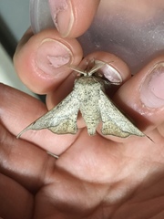 Cicinnus melsheimeri