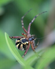 Neoscona adianta