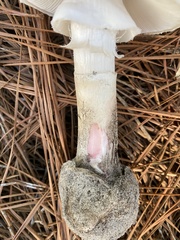 Amanita mutabilis