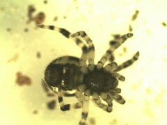 Dipoena melanogaster