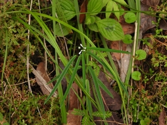 Euphorbiaceae