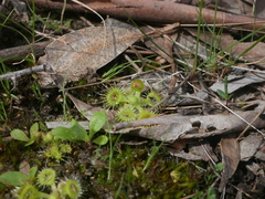 Drosera glanduligera