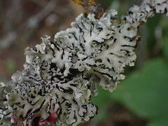 Hypogymnia physodes