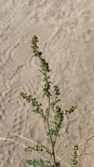 Ambrosia acanthicarpa
